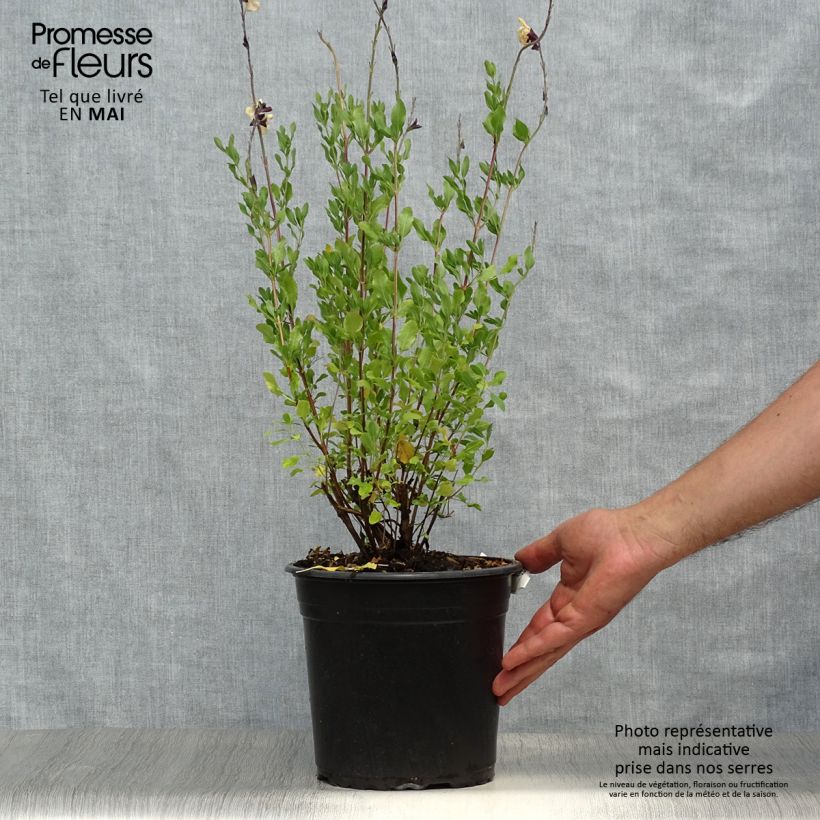 Salvia jamensis Melen 4L/5L pot sample as delivered in spring