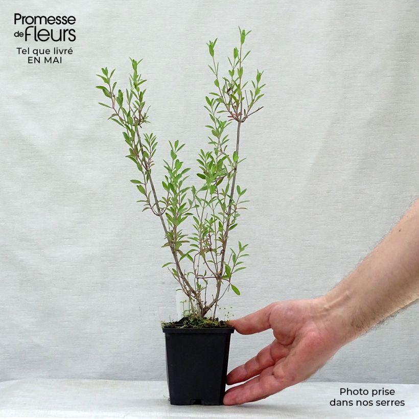 Salvia x microphylla 'Nachtvlinder' (Night Butterfly) 8/9 cm pot sample as delivered in spring