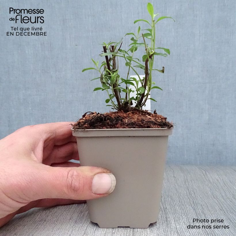 Salvia x microphylla 'Nachtvlinder' (Night Butterfly) 8/9 cm pot sample as delivered in winter