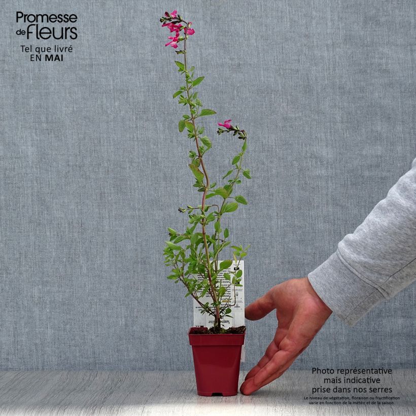 Salvia microphylla Pink Lips 8/9 cm pot sample as delivered in spring