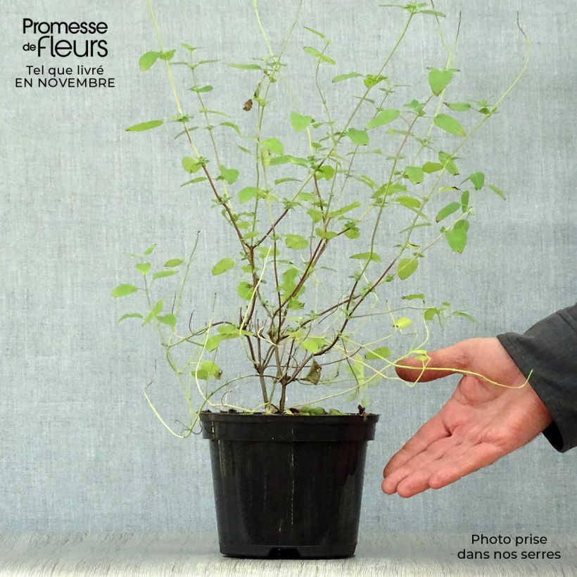 Salvia microphylla Pink Lips 2L/3L pot sample as delivered in autumn