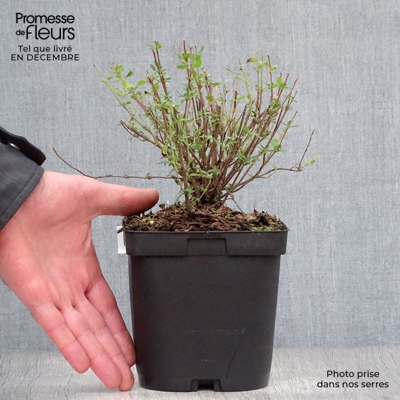 Salvia jamensis Reve Rouge 2L/3L pot sample as delivered in winter