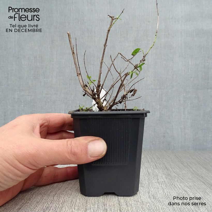 Salvia greggii Alba 8/9 cm pot sample as delivered in winter