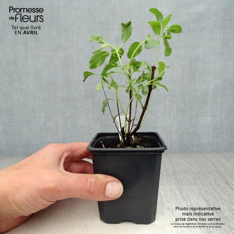 Salvia greggii Alba 8/9 cm pot sample as delivered in spring