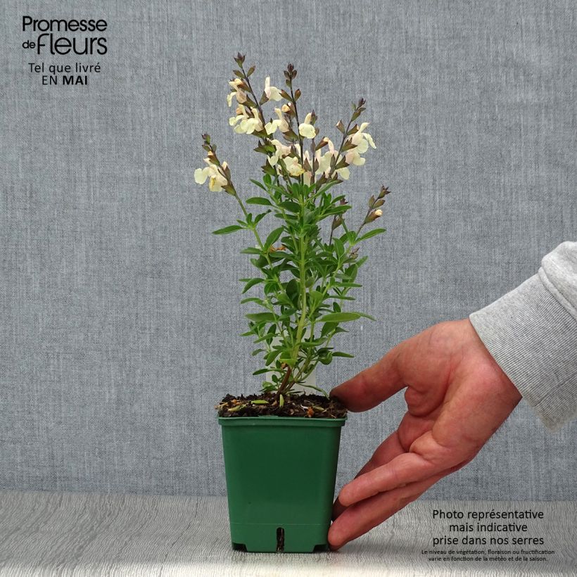 Salvia greggii Mirage Cream 8/9 cm pot sample as delivered in spring