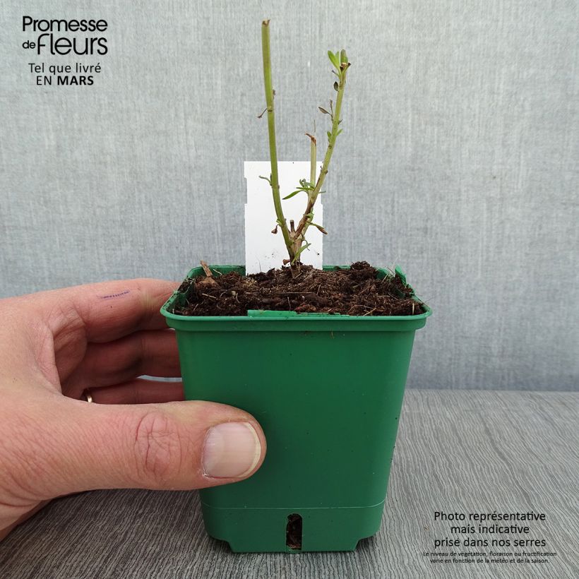 Salvia greggii Mirage Cream 8/9 cm pot sample as delivered in winter