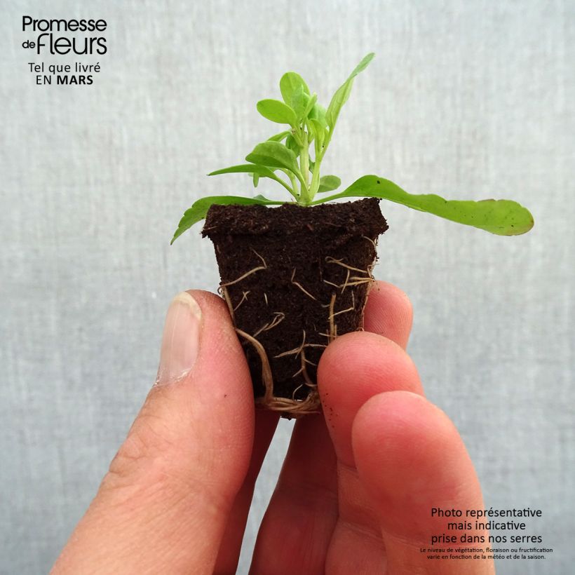 Salvia greggii Mirage Salmon Plug plant 3/4cm sample as delivered in spring