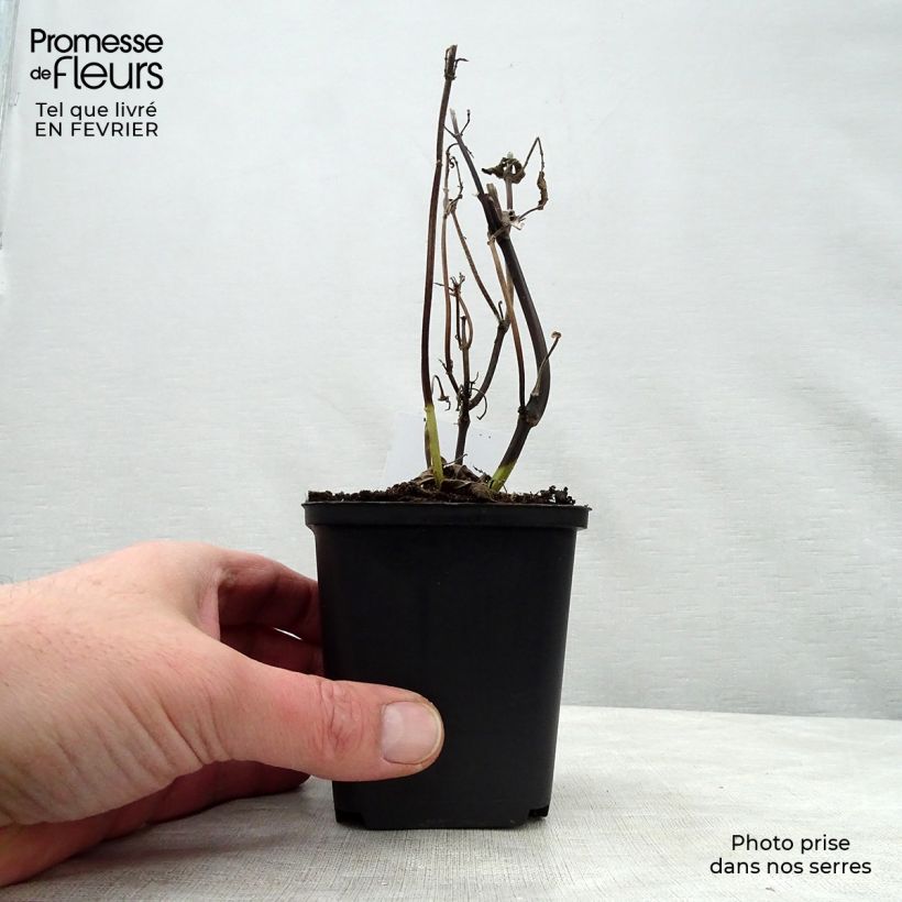 Salvia guaranitica Black and Blue - Shrubby Sage 7/8 cm pot sample as delivered in winter