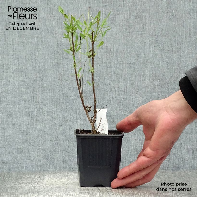 Salvia jamensis Raspberry Royale 8/9 cm pot sample as delivered in winter