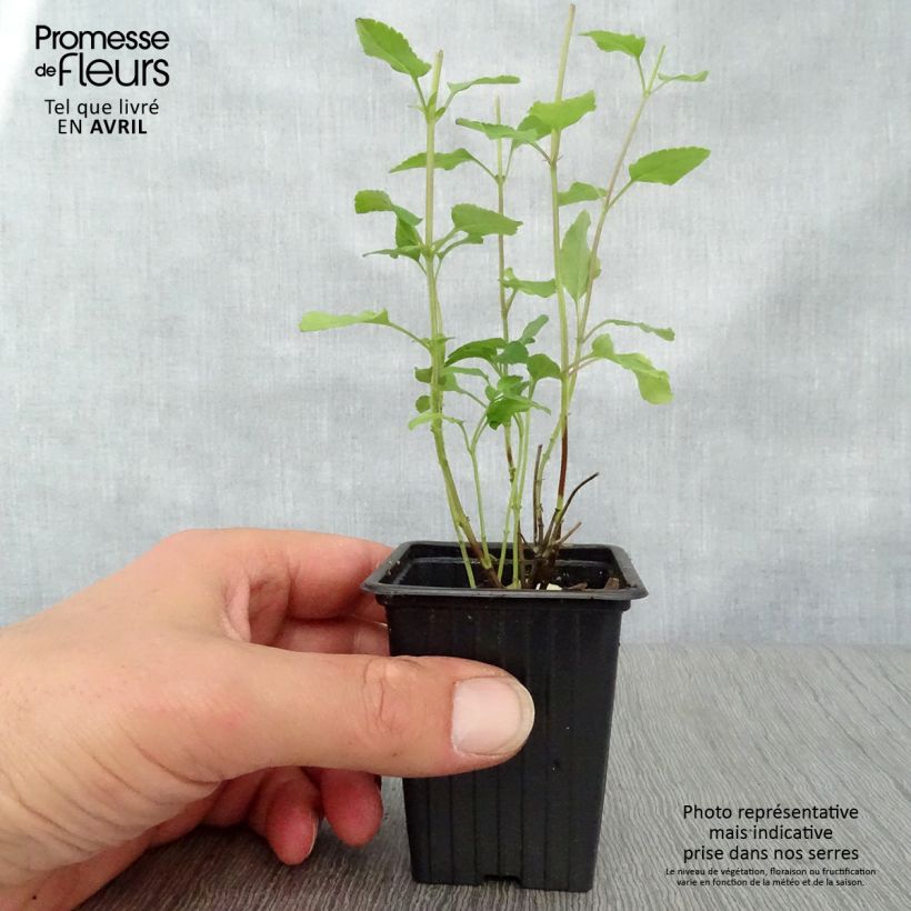 Salvia microphylla grahamii Hot Lips 7/8 cm pot sample as delivered in spring