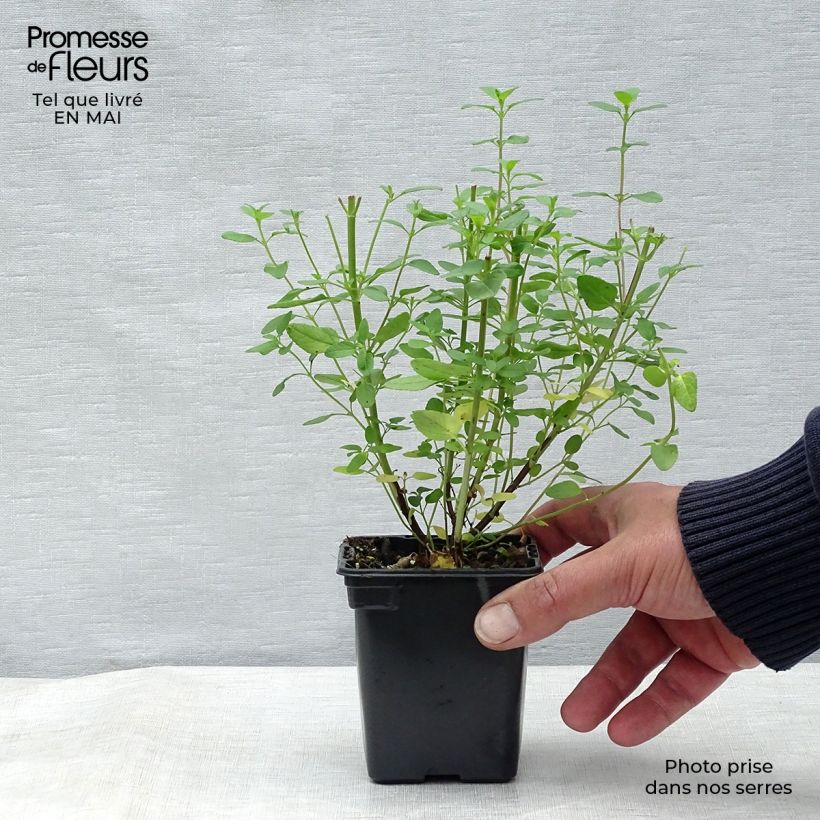 Salvia grahamii 7/8 cm pot sample as delivered in spring