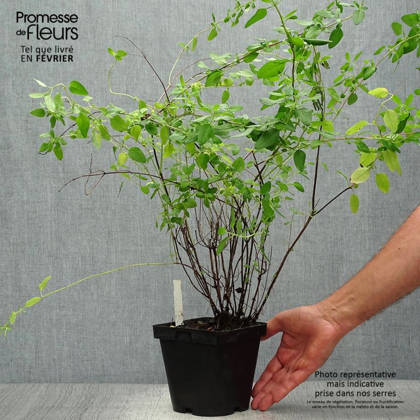 Salvia grahamii 2L/3L pot sample as delivered in autumn