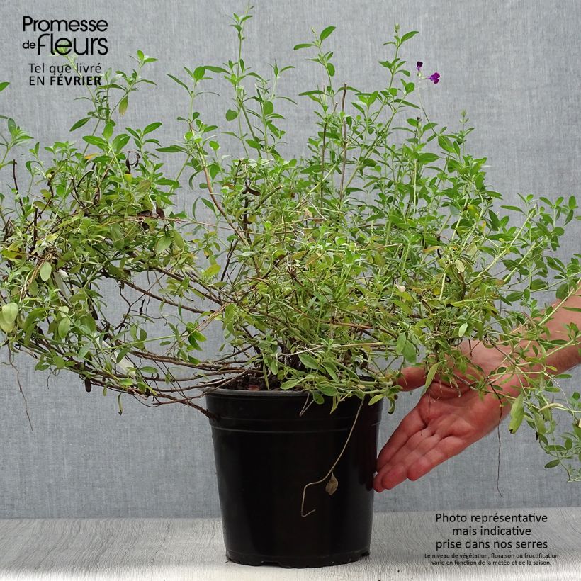 Salvia jamensis Violette de Loire 4L/5L pot sample as delivered in autumn