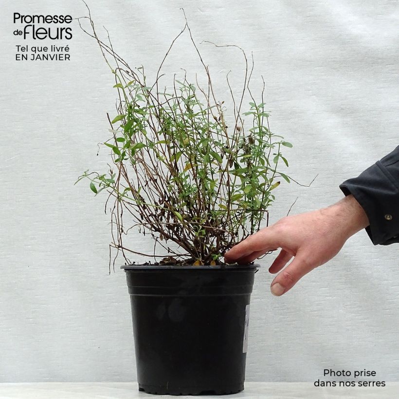 Salvia&#x20;jamensis&#x20;Violette&#x20;de&#x20;Loire&#x20;4L&#x2F;5L&#x20;pot&#x20;sample&#x20;as&#x20;delivered&#x20;in&#x20;winter