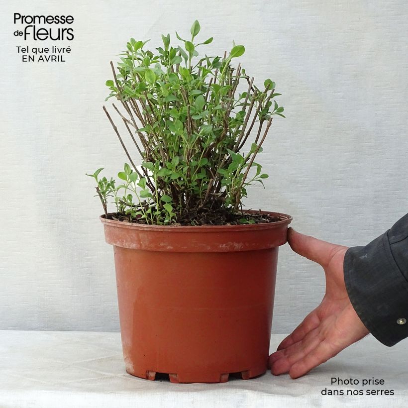 Salvia jamensis Violette de Loire 4L/5L pot sample as delivered in spring