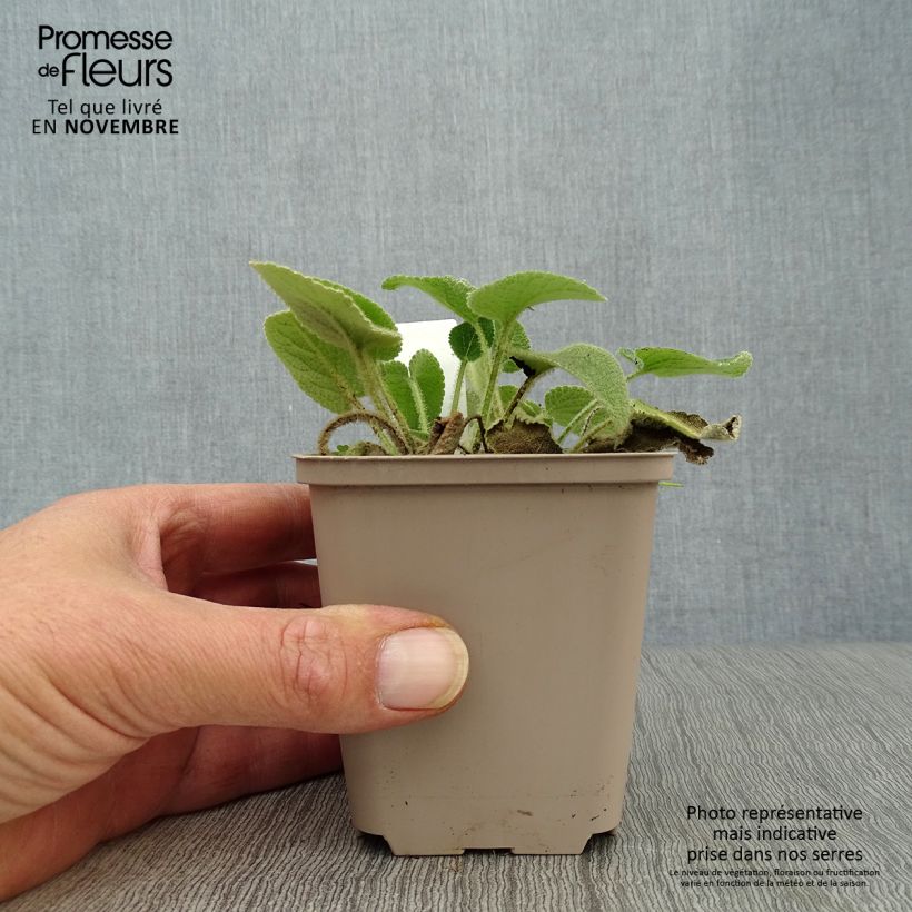 Phlomis samia  8/9 cm pot sample as delivered in autumn
