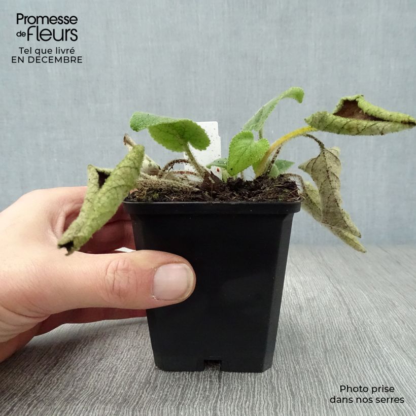 Phlomis samia  8/9 cm pot sample as delivered in winter