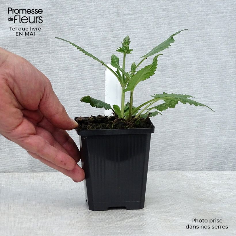 Salvia nemorosa Viola Klose - Woodland Sage 8/9 cm pot sample as delivered in spring
