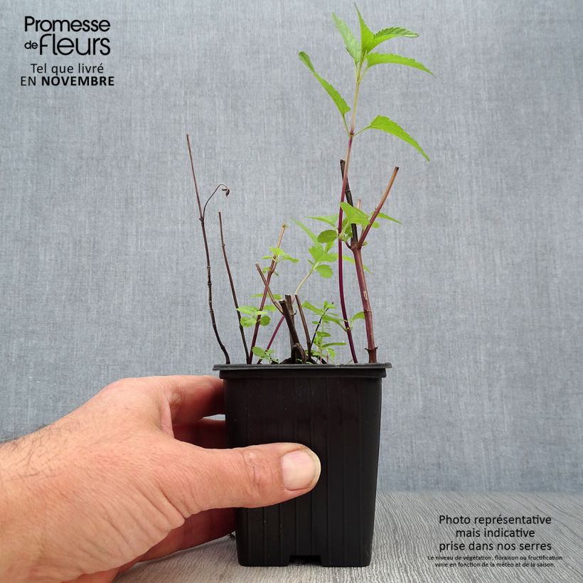 Salvia uliginosa 7/8 cm pot sample as delivered in autumn