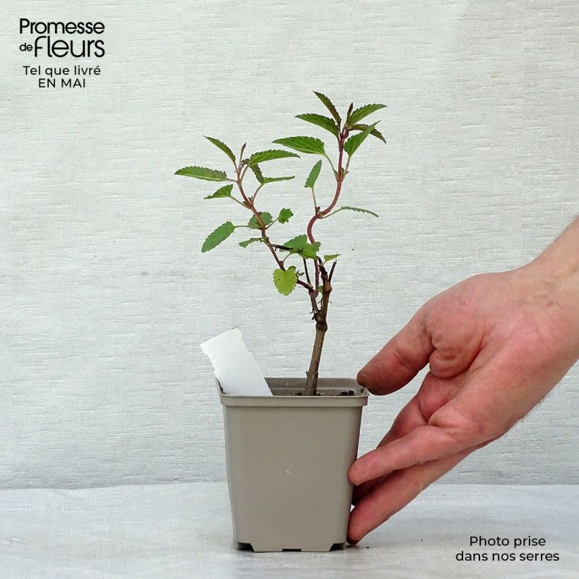 Salvia uliginosa 7/8 cm pot sample as delivered in spring