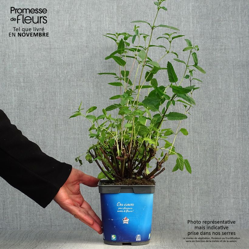 Salvia uliginosa 2L/3L pot sample as delivered in autumn