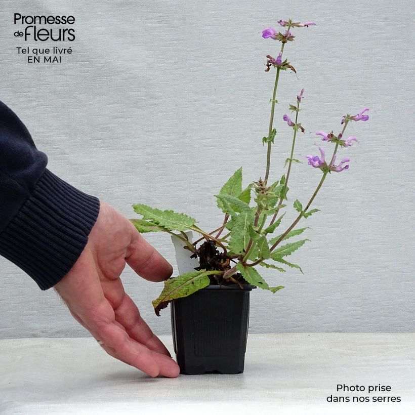 Salvia pratensis Pink Delight - Meadow Sage 8/9 cm pot sample as delivered in spring