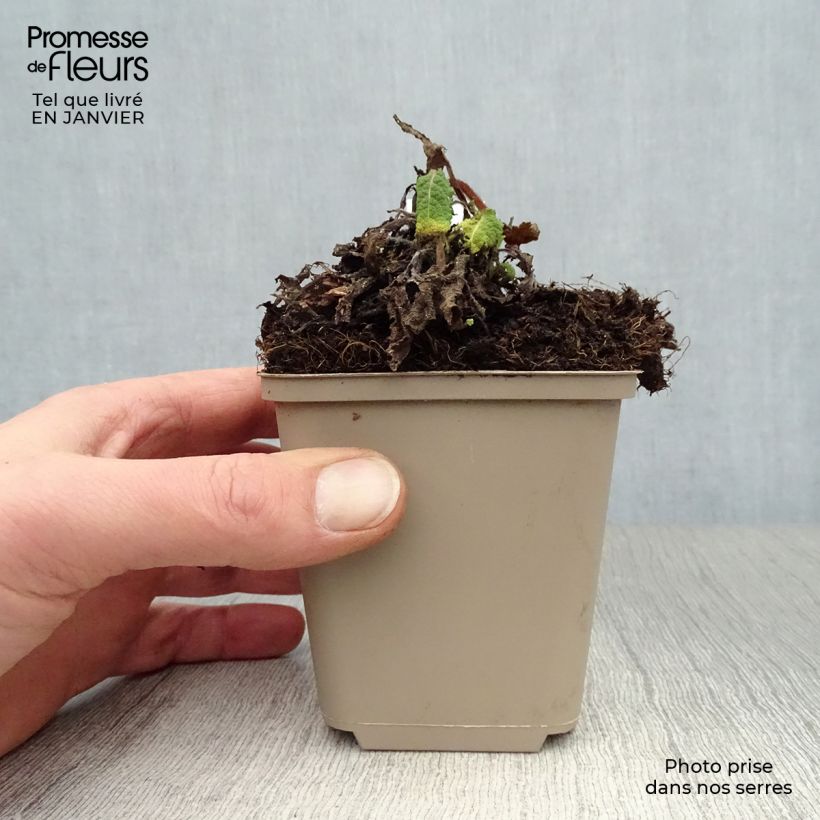 Salvia pratensis Pink Delight - Meadow Sage 8/9 cm pot sample as delivered in winter