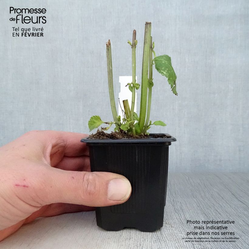 Salvia guaranitica Amistad violet 8/9 cm pot sample as delivered in winter