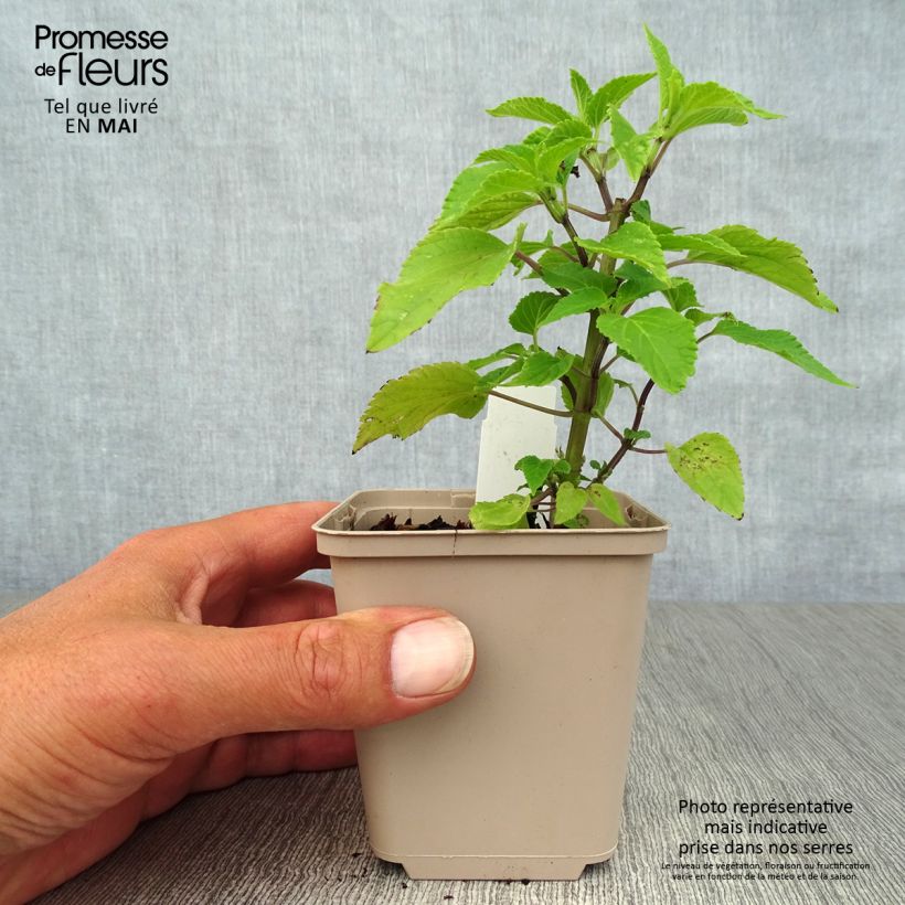 Salvia guaranitica Amistad violet 8/9 cm pot sample as delivered in spring