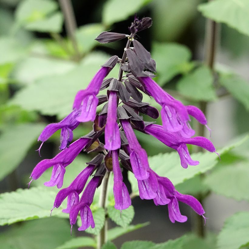 Salvia guaranitica Amistad violet (Flowering)