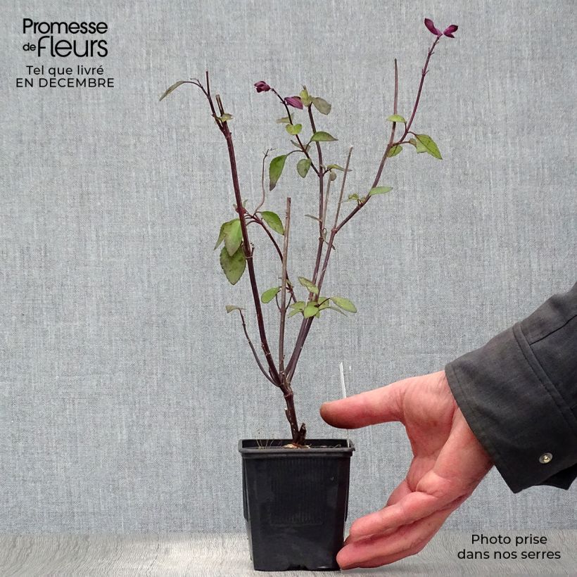 Salvia buchananii Love and Wishes 8/9 cm pot sample as delivered in winter