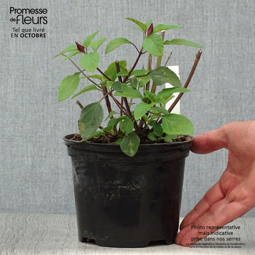 Salvia buchananii Love and Wishes 2L/3L pot sample as delivered in autumn