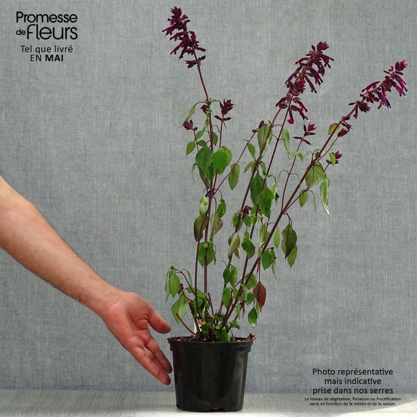 Salvia buchananii Love and Wishes 2L/3L pot sample as delivered in spring