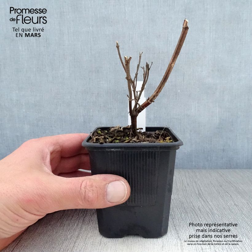 Salvia Wendys Wish 8/9 cm pot sample as delivered in spring