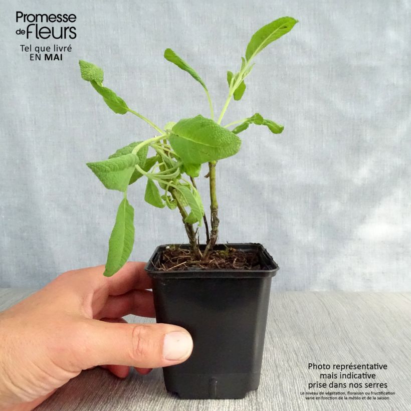 Salvia officinalis Albiflora 8/9 cm pot sample as delivered in spring