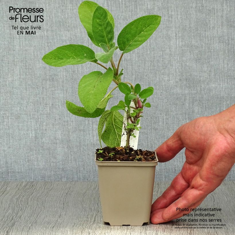 Salvia officinalis Berggarten 8/9 cm pot sample as delivered in spring