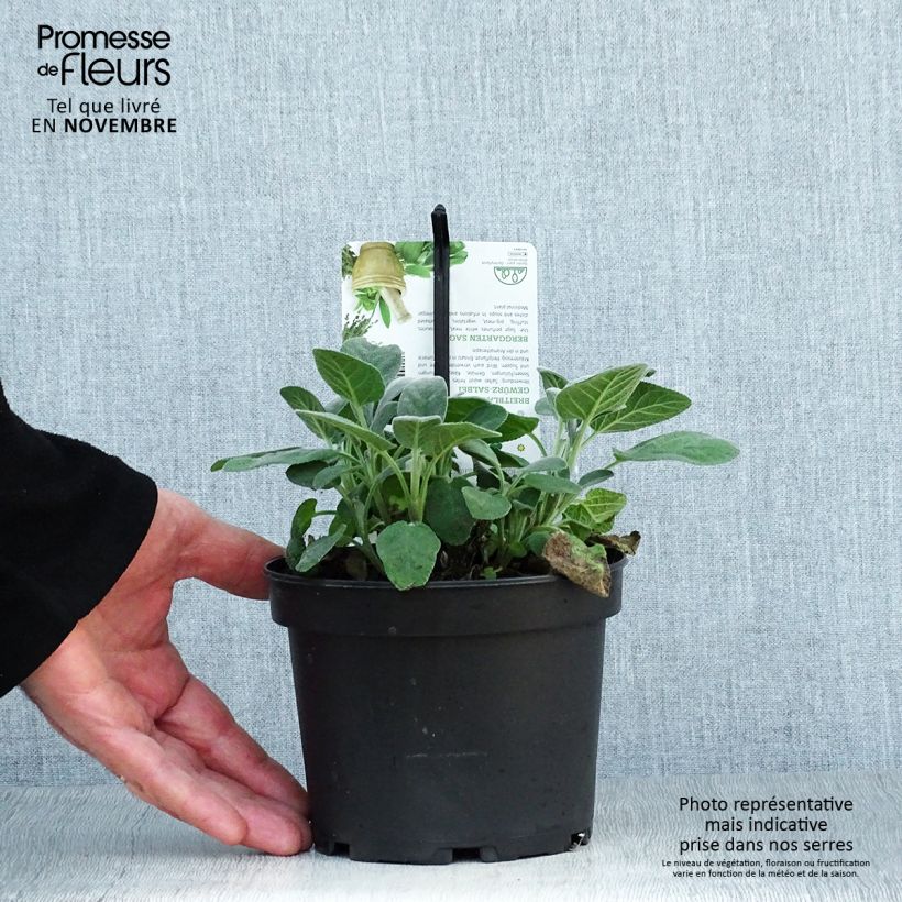 Salvia officinalis Berggarten 1.5L/2L pot sample as delivered in autumn