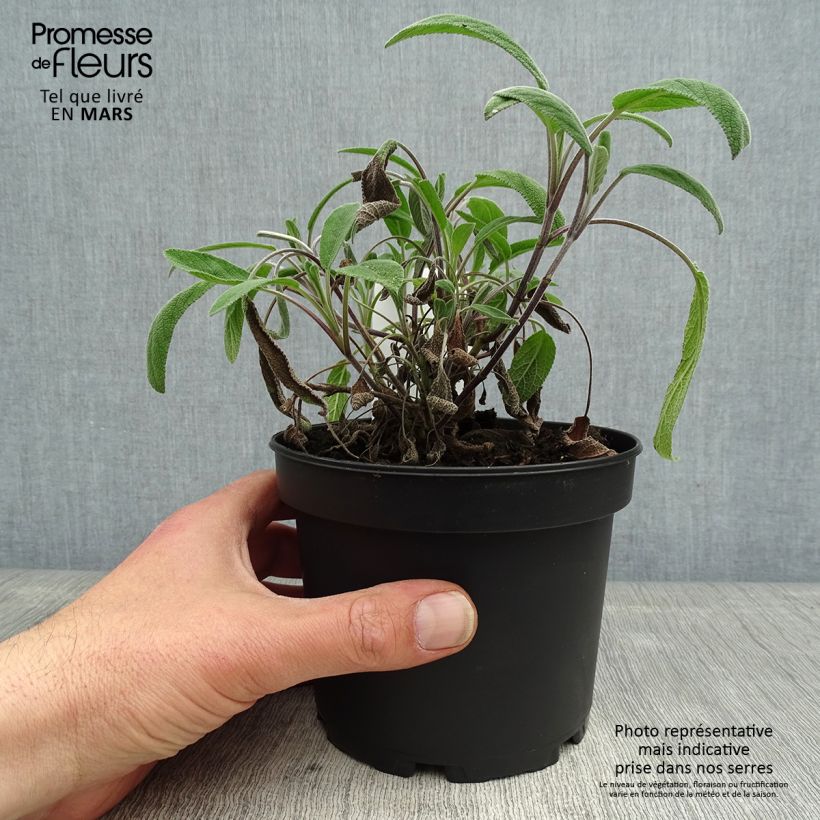 Salvia officinalis Elephant Ear 1.5L/2L pot sample as delivered in spring