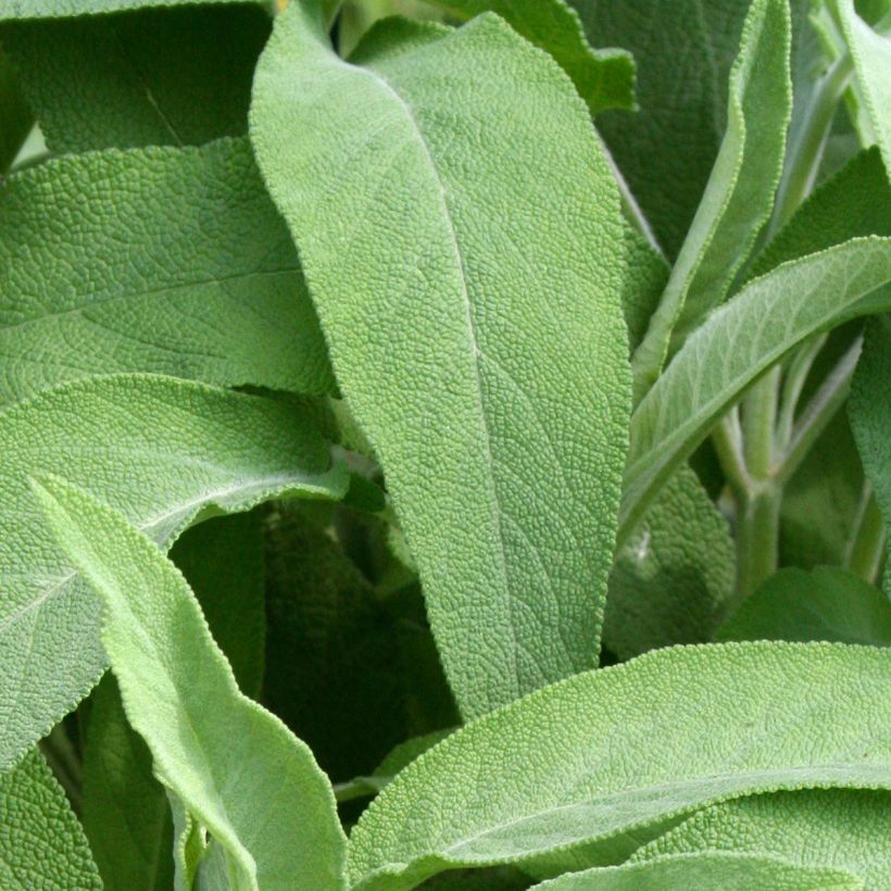 Salvia officinalis Elephant Ear (Foliage)