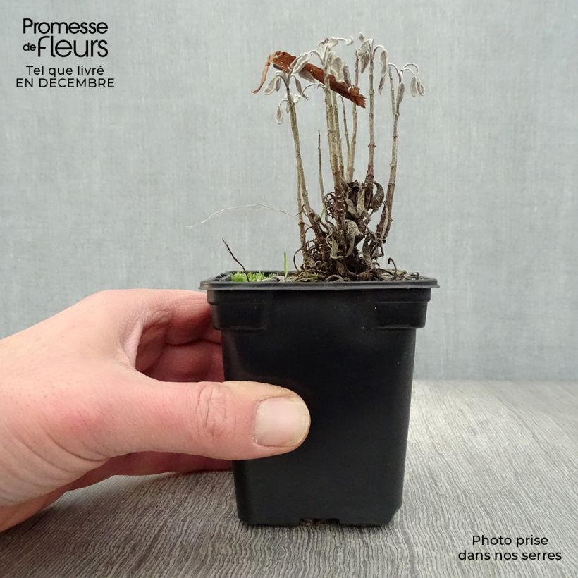 Salvia officinalis Aurea 7/8 cm pot sample as delivered in winter