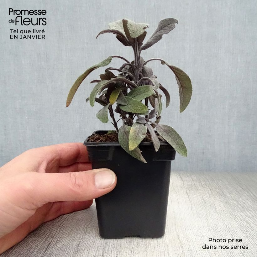 Salvia officinalis Purpurascens 7/8 cm pot sample as delivered in winter