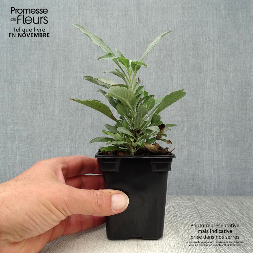 Salvia officinalis 8/9 cm pot sample as delivered in autumn