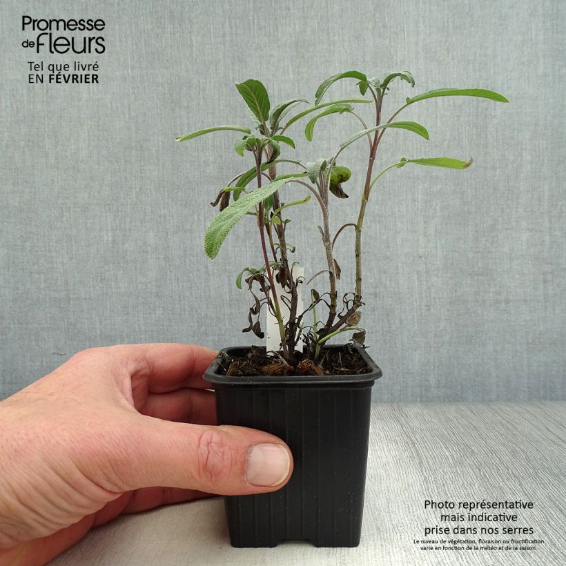 Salvia officinalis 8/9 cm pot sample as delivered in winter