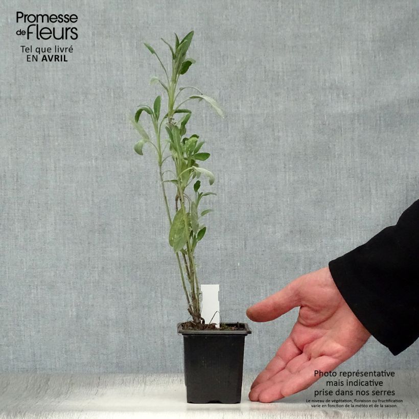 Salvia officinalis 8/9 cm pot sample as delivered in spring