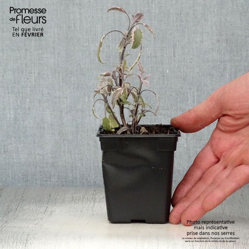 Salvia officinalis Tricolor 7/8 cm pot sample as delivered in winter