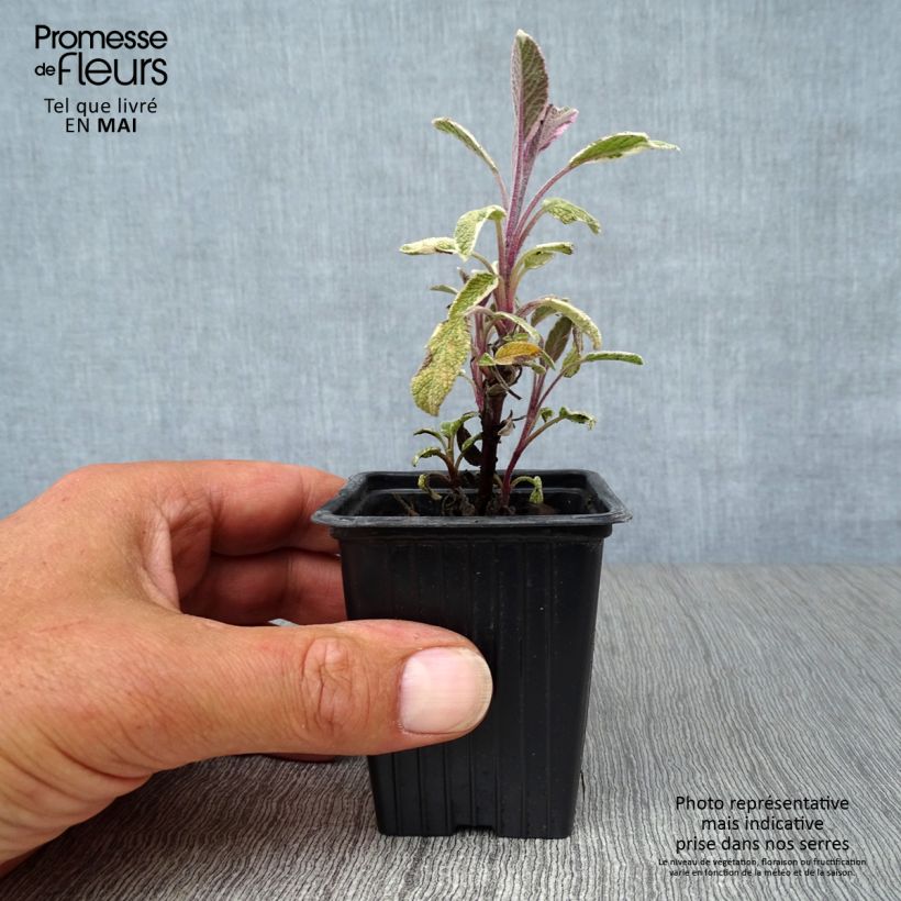 Salvia officinalis Tricolor 7/8 cm pot sample as delivered in spring