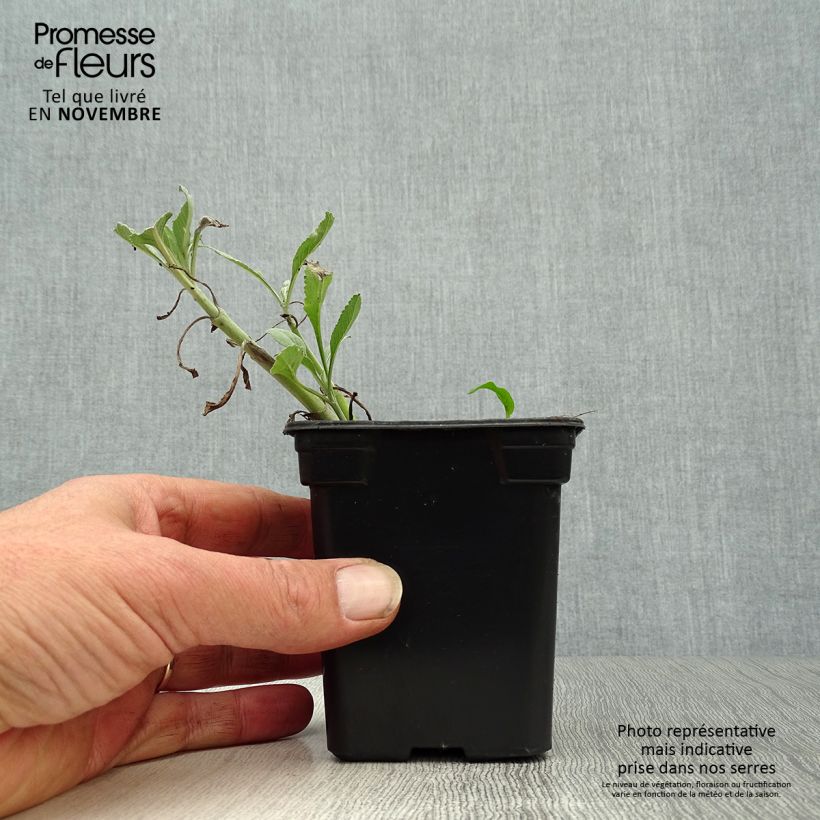 Salvia apiana 7/8 cm pot sample as delivered in autumn
