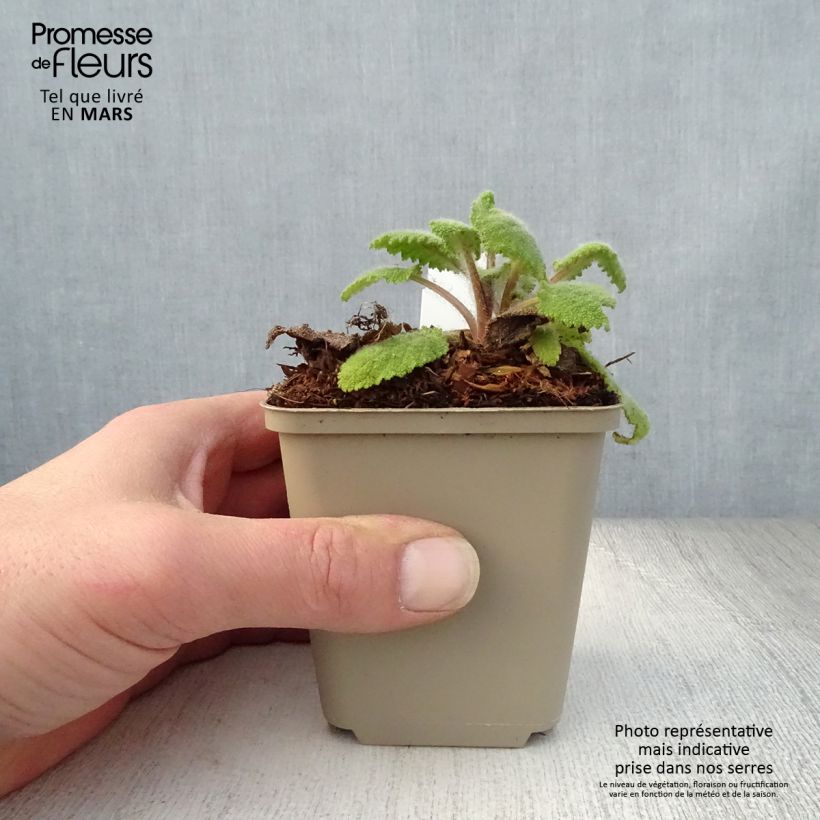 Salvia sclarea Vatican White 8/9 cm pot sample as delivered in spring