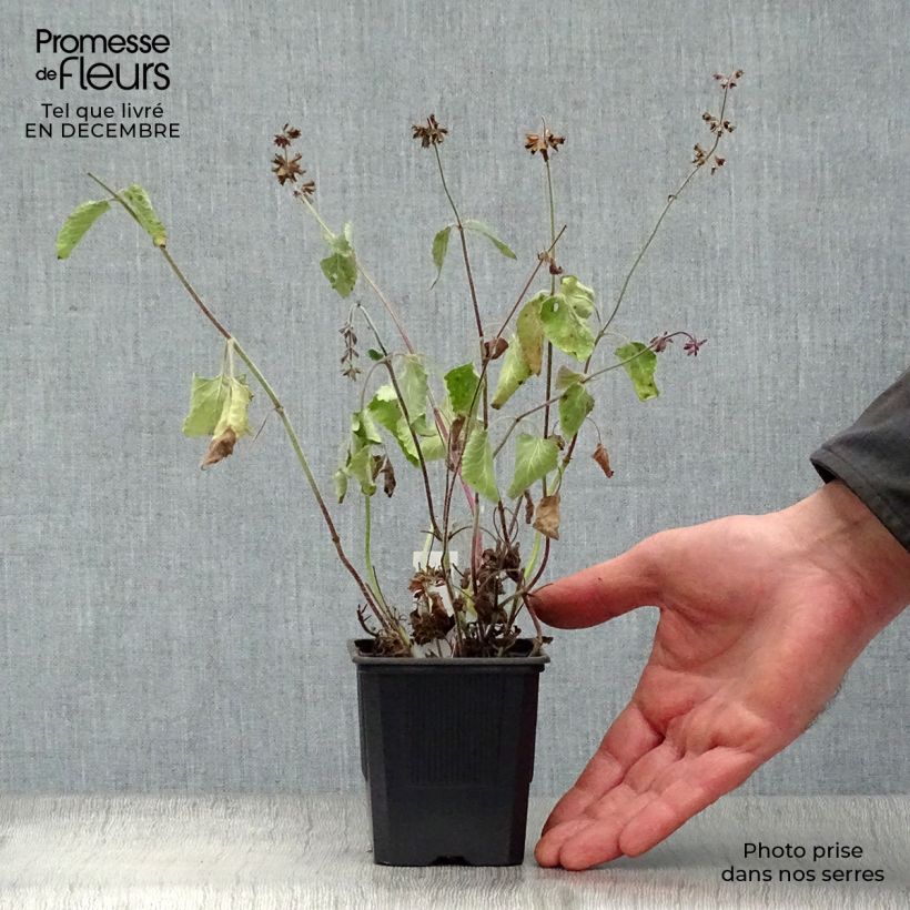 Salvia verticillata Endless Love 8/9 cm pot sample as delivered in winter