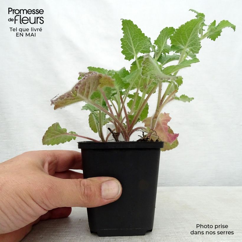 Salvia verticillata Purple Rain 8/9 cm pot sample as delivered in spring